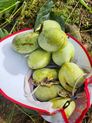 가춘리137자두정상님의 자두 · 자유게시판 작성글 사진