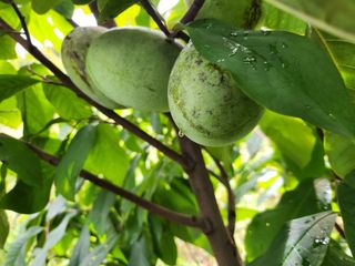 가춘리137자두정상님의 자두 · 자유게시판 작성글 사진