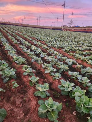 무안최향숙님의 9월 내 작물 자랑하기 · 참여글 작성글 사진