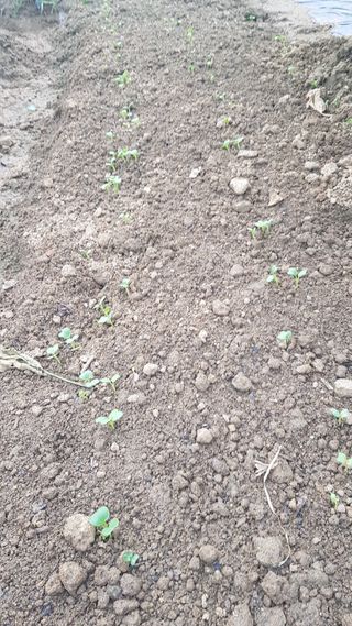 심상화님의 9월 내 작물 자랑하기 · 참여글 작성글 사진