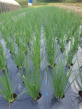 엘림농장님의 기타작물 · 자유게시판 작성글 사진