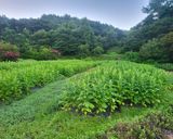 팜모닝 배추·일상 게시글 이미지