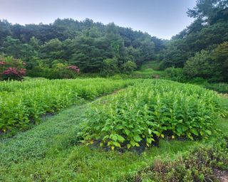 안셀모주님의 배추 · 일상 작성글 사진