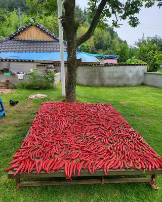 안셀모주님의 배추 · 일상 작성글 사진