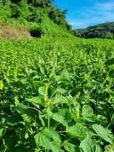 팜모닝 들깨·자유게시판 게시글 이미지