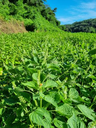 전성환님의 들깨 · 자유게시판 작성글 사진