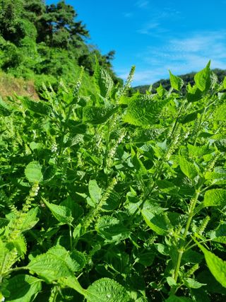 전성환님의 들깨 · 자유게시판 작성글 사진