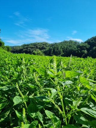 전성환님의 들깨 · 자유게시판 작성글 사진