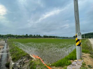 농사꾼님의 상추 · 자유게시판 작성글 사진