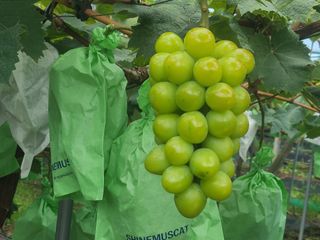 전우학님의 9월 내 작물 자랑하기 · 참여글 작성글 사진