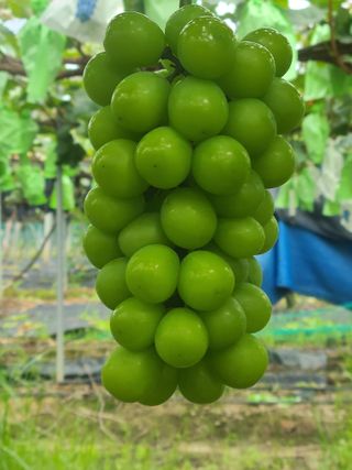 전우학님의 9월 내 작물 자랑하기 · 참여글 작성글 사진