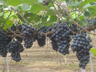 전우학님의 9월 내 작물 자랑하기 · 참여글 작성글 사진