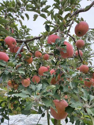 최승국님의 9월 내 작물 자랑하기 · 참여글 작성글 사진