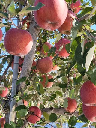 최승국님의 9월 내 작물 자랑하기 · 참여글 작성글 사진