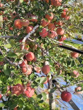 최승국님의 9월 내 작물 자랑하기 · 참여글 작성글 사진