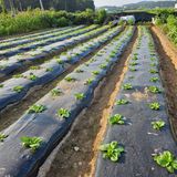 팜모닝 9월 내 작물 자랑하기·참여글 게시글 이미지