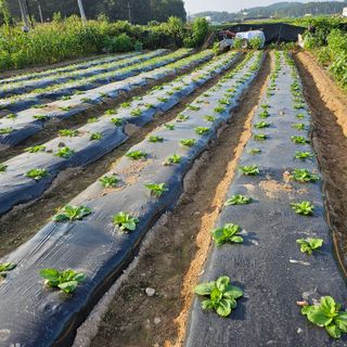 원머루 강낙도님의 9월 내 작물 자랑하기 · 참여글 작성글 사진