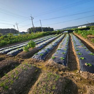 원머루 강낙도님의 9월 내 작물 자랑하기 · 참여글 작성글 사진
