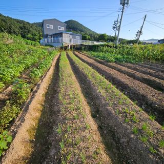 원머루 강낙도님의 9월 내 작물 자랑하기 · 참여글 작성글 사진