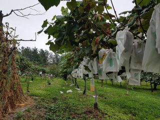 보람농장님의 9월 내 작물 자랑하기 · 참여글 작성글 사진