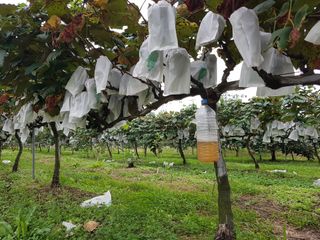 보람농장님의 9월 내 작물 자랑하기 · 참여글 작성글 사진