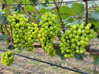 오현석 님의 포도 · 자유게시판 작성글 사진