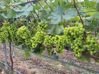 오현석 님의 포도 · 자유게시판 작성글 사진