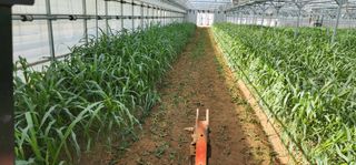 나으살던고향님의 오이 · 자유게시판 작성글 사진