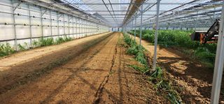 나으살던고향님의 오이 · 자유게시판 작성글 사진