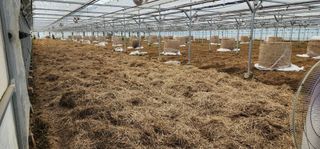 나으살던고향님의 오이 · 자유게시판 작성글 사진