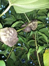 팜모닝 9월 내 작물 자랑하기·참여글 게시글 이미지