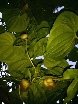 정영국 위라리님의 9월 내 작물 자랑하기 · 참여글 작성글 사진