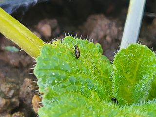 들꽃농장님의 배추 · 병해충상담 작성글 사진