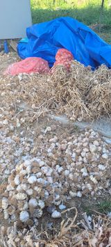 팜모닝 마늘·영농일지 게시글 이미지