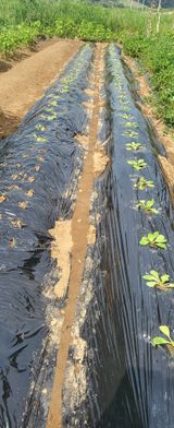 팜모닝 9월 내 작물 자랑하기·참여글 게시글 이미지