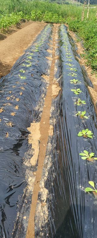 왕비들국화님의 9월 내 작물 자랑하기 · 참여글 작성글 사진