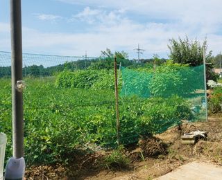 왕비들국화님의 9월 내 작물 자랑하기 · 참여글 작성글 사진