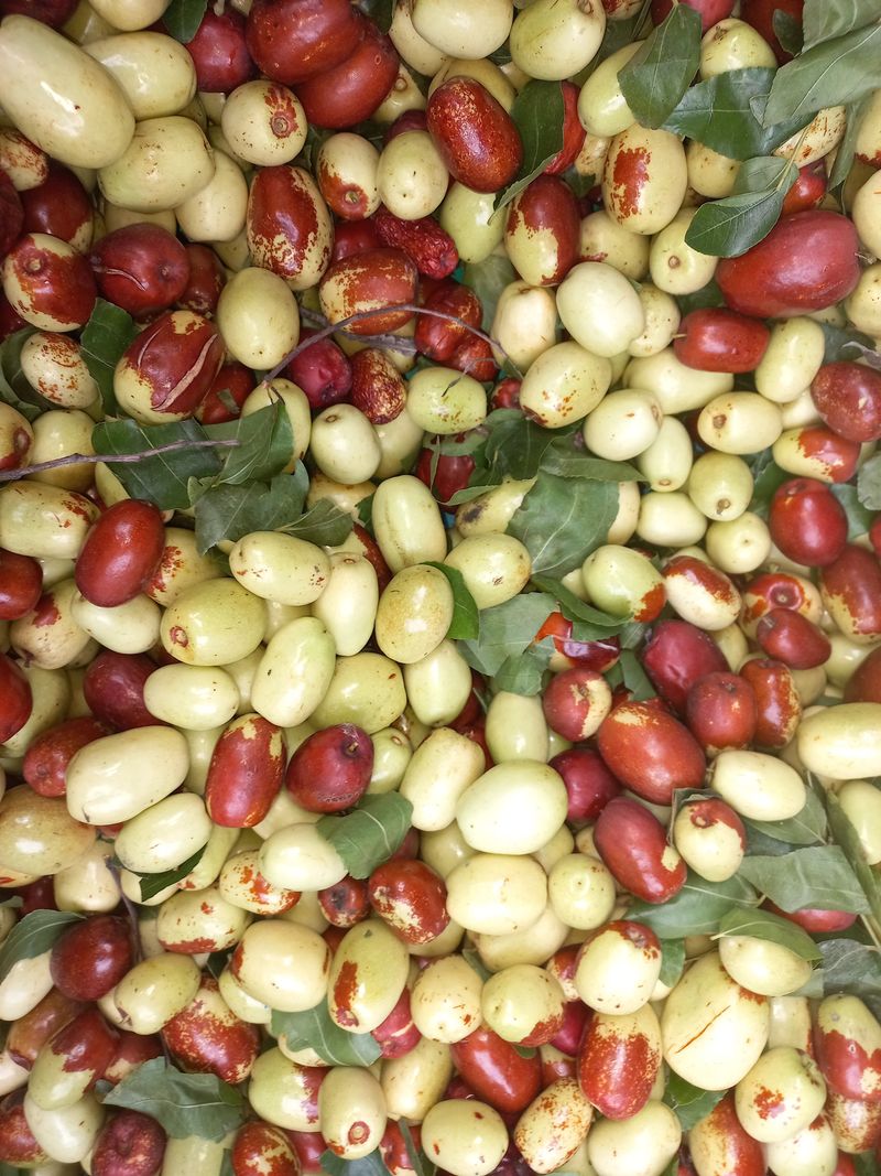 장터 상품 [대추] 썸네일