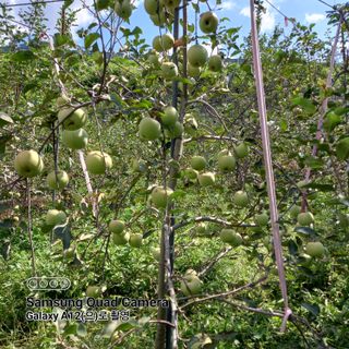 최동구님의 9월 내 작물 자랑하기 · 참여글 작성글 사진