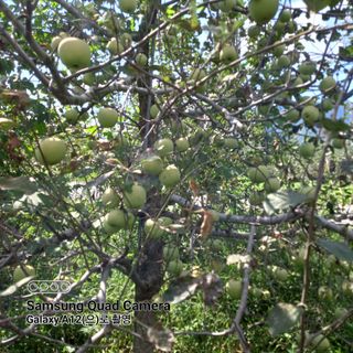 최동구님의 9월 내 작물 자랑하기 · 참여글 작성글 사진