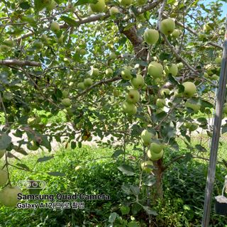 최동구님의 9월 내 작물 자랑하기 · 참여글 작성글 사진