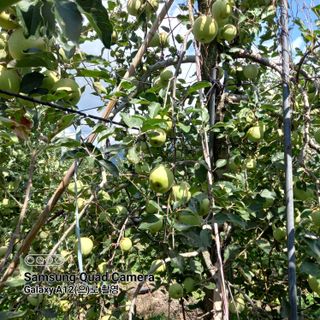 최동구님의 9월 내 작물 자랑하기 · 참여글 작성글 사진