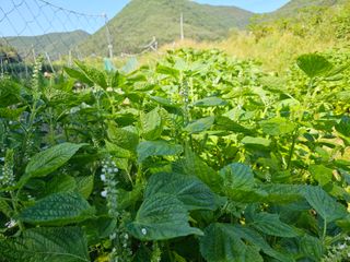 김윤숙님의 9월 내 작물 자랑하기 · 참여글 작성글 사진