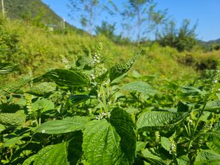 김윤숙님의 9월 내 작물 자랑하기 · 참여글 작성글 사진