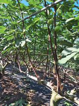 팜모닝 9월 내 작물 자랑하기·참여글 게시글 이미지