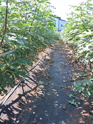 한일석(예닮무화과)님의 9월 내 작물 자랑하기 · 참여글 작성글 사진