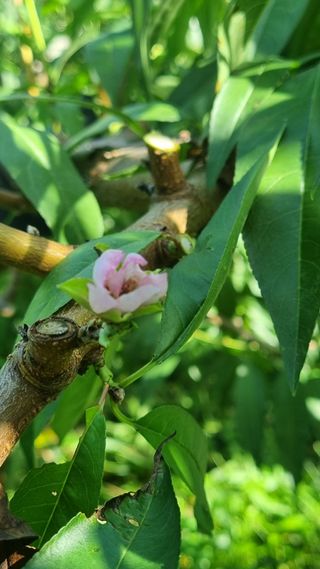 김영도님의 자유주제 · 자유게시판 작성글 사진