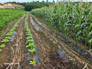 홍성덕님의 9월 내 작물 자랑하기 · 참여글 작성글 사진
