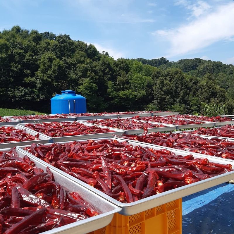 준삼이네작은농장님의 장터 판매 상품 [건고추 600g] 첨부 사진