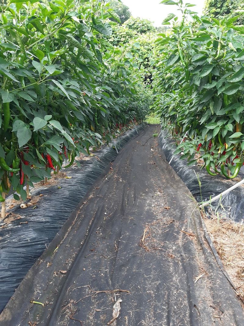 준삼이네작은농장님의 장터 판매 상품 [건고추 600g] 첨부 사진